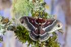 Silk moth on mossy branch. Art Print